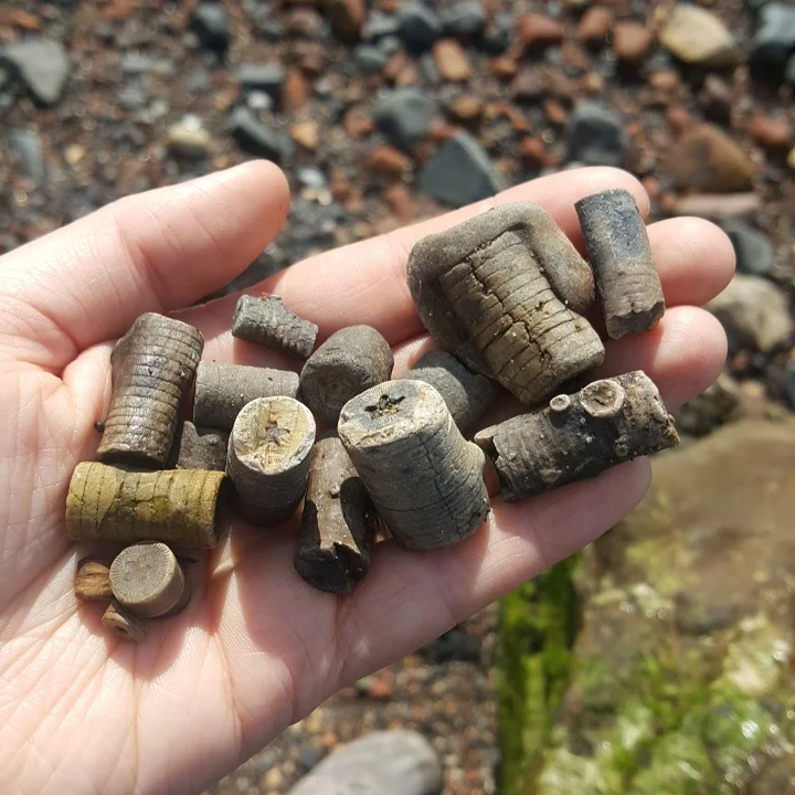 Beachcombing find: IMG 20170403 110021 944