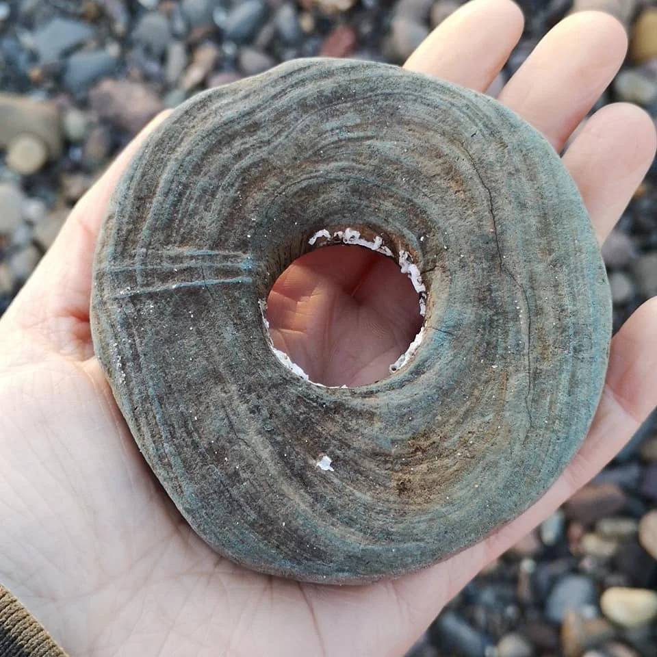 Beachcombing find: 48389303 2262545963764804 7663335358263721984 n