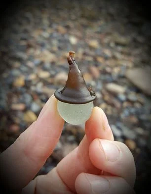 Beachcombing find: 14563457 1358469634172446 9150160410927406439 n+