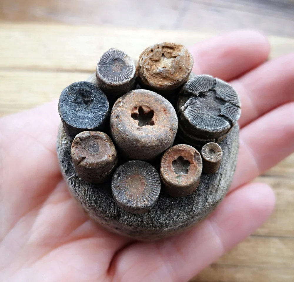 Beachcombing find: 9952 1