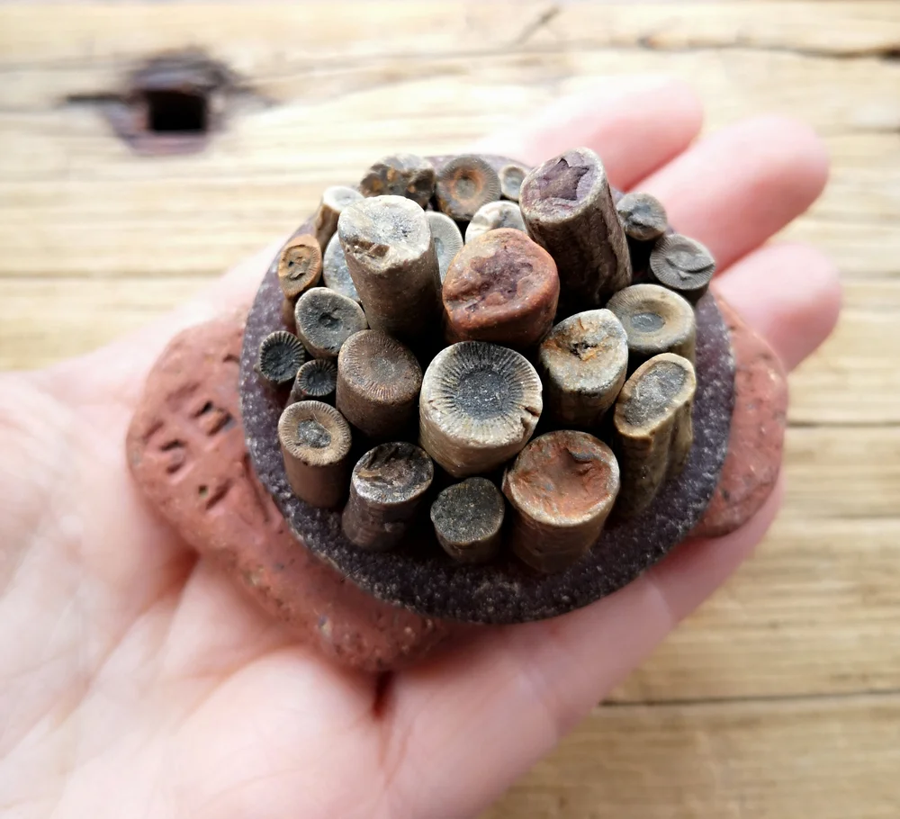 Beachcombing find: 9958 1