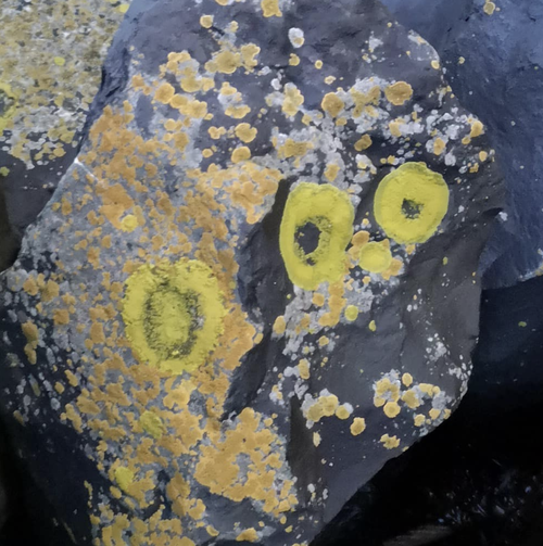 Beachcombing find: Screenshot (51)