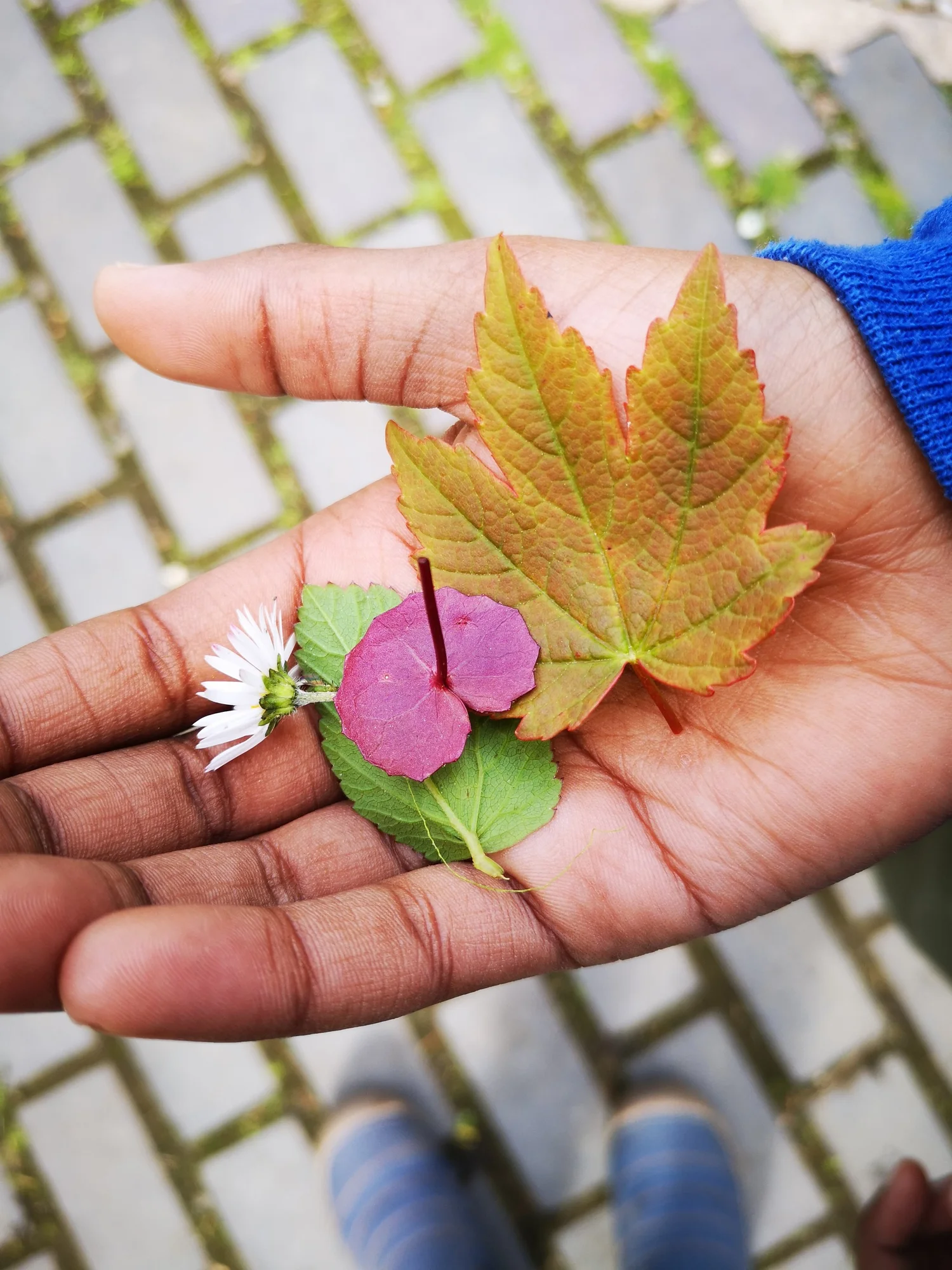 Plant-based anthotype photographs and leaves
