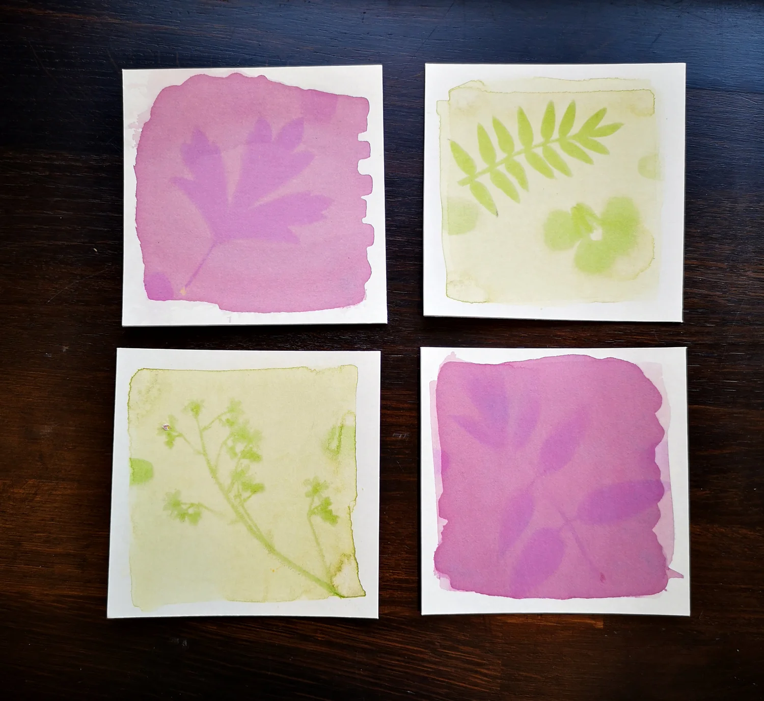 Anthotype studies made with plant-based emulsions