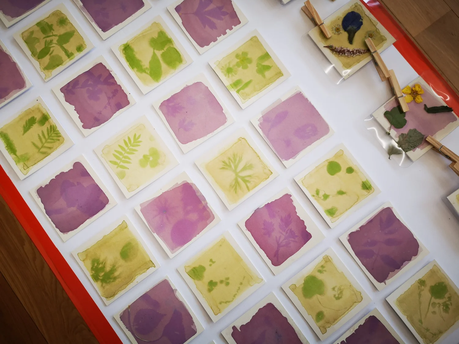 Anthotypes - project photograph 12