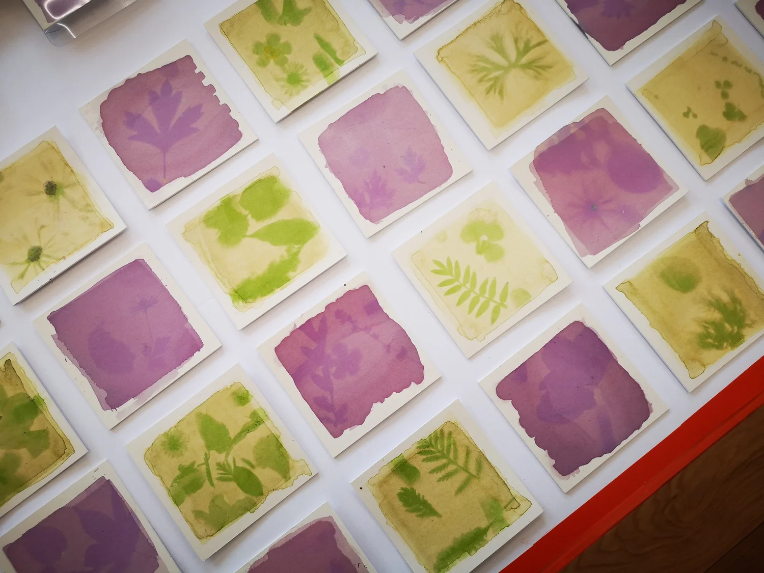 Anthotypes - project photograph 18