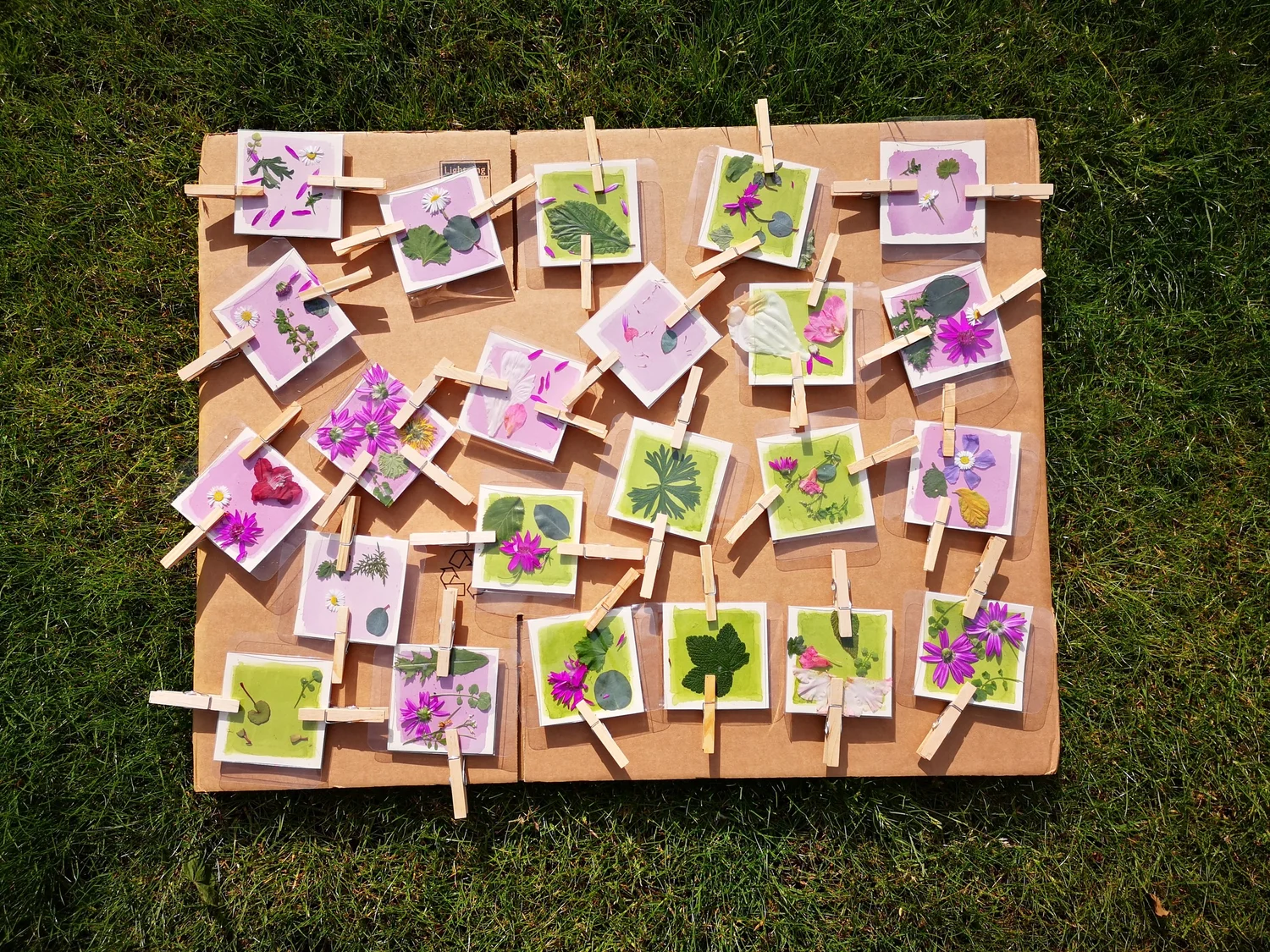 Anthotypes - project photograph 25