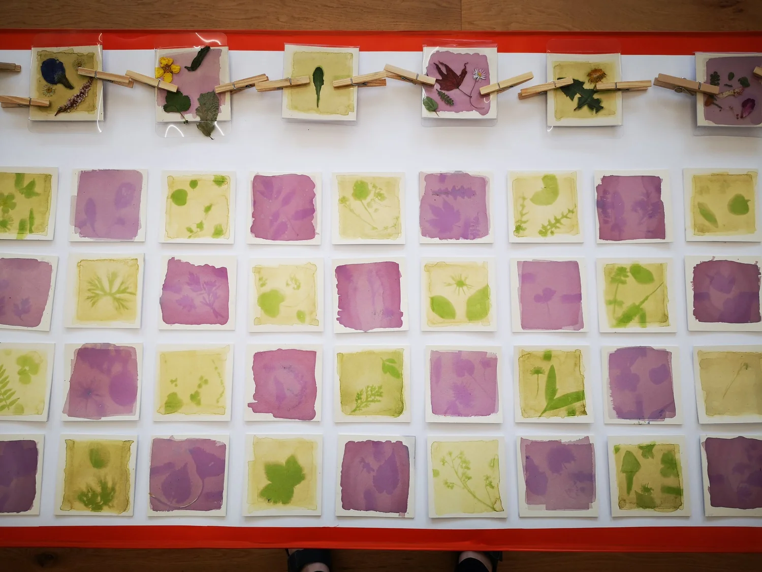 Anthotypes - project photograph 36