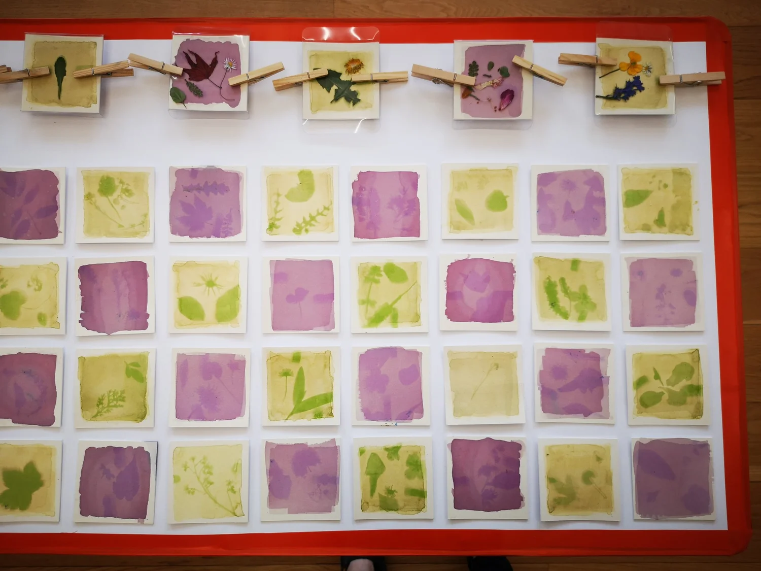 Anthotypes - project photograph 37
