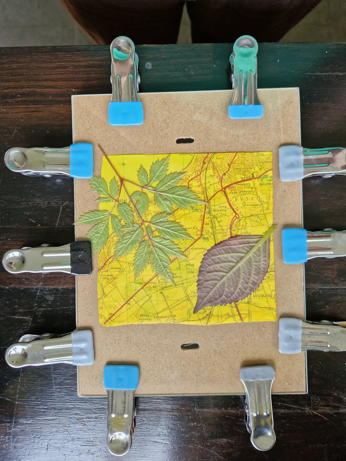Plant forms held under clamps during anthotype exposure