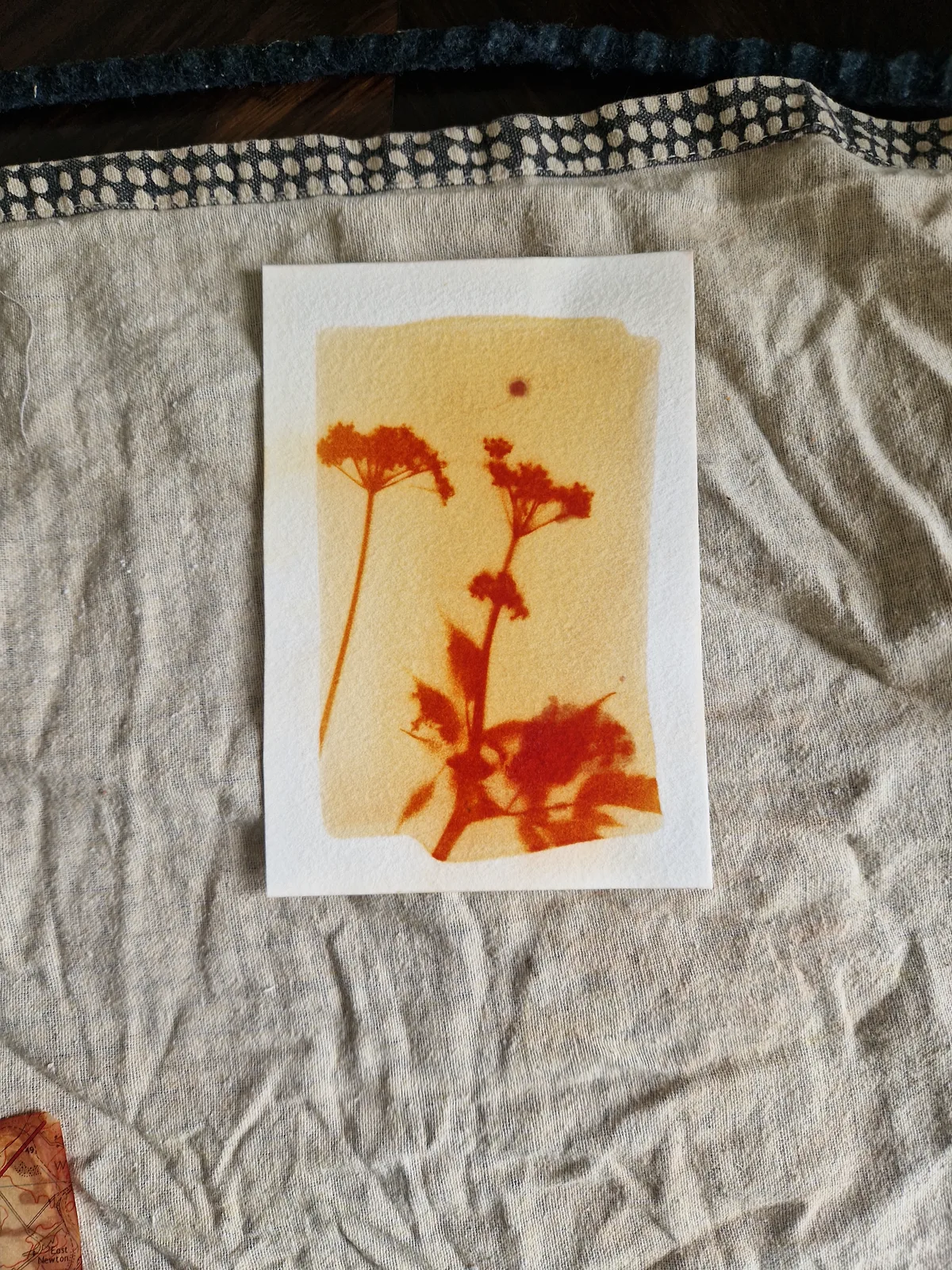 Small anthotype prints arranged on cloth