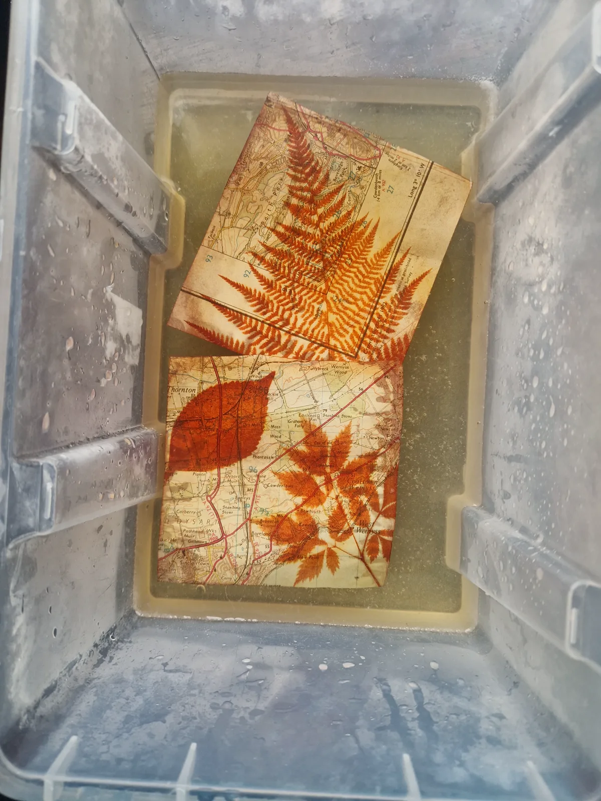 Botanical anthotype prints resting in a tray with autumn leaves
