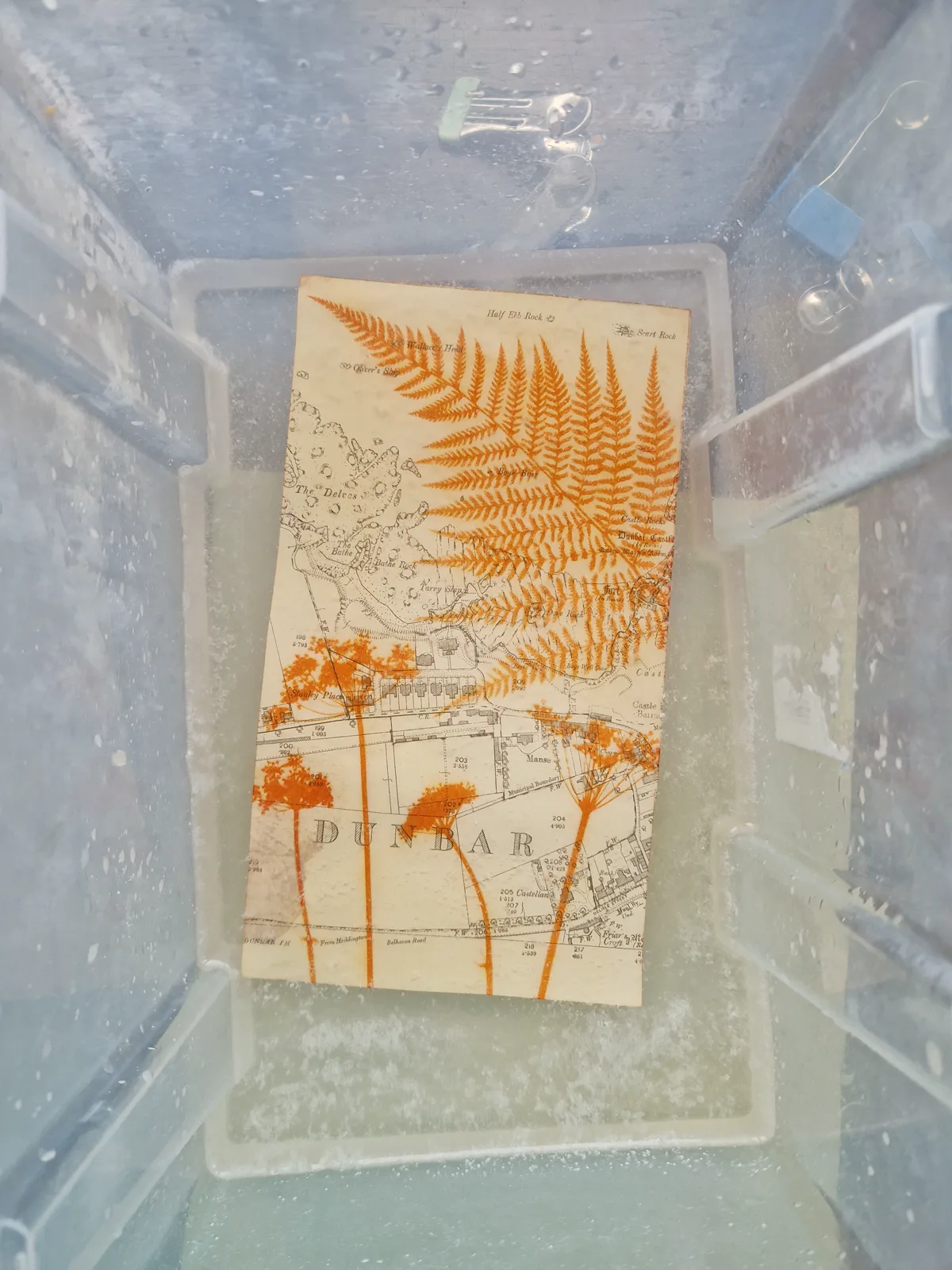 Anthotype prints with fern and flower forms in a tray