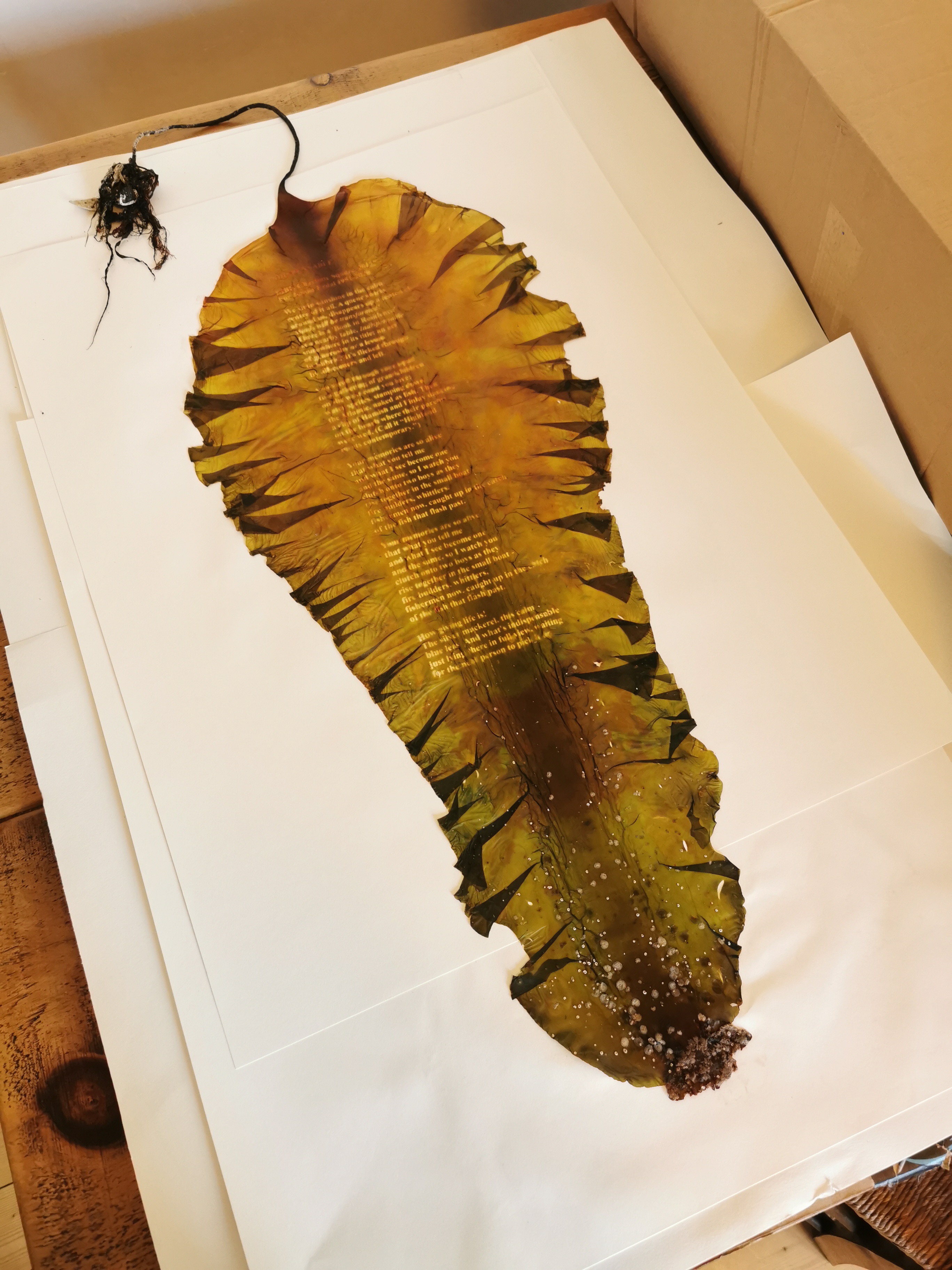 Experiment on Kelp, ‘Indispensable’, a poem by Tom Pow about Katie Fowlie's late mother, Jennie Erdal